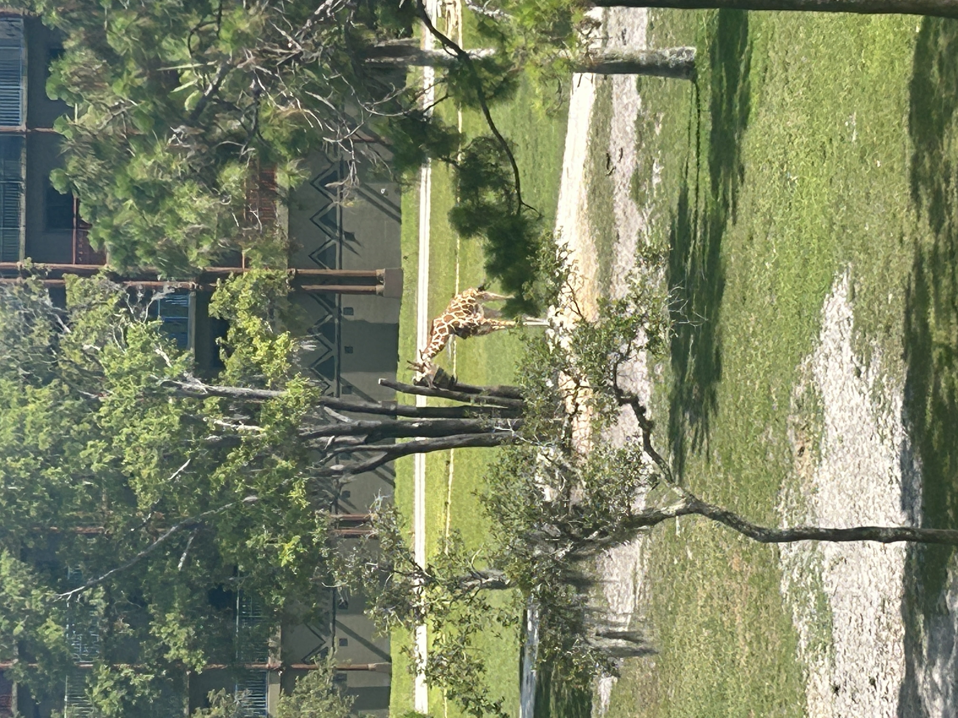 Image shows some trees with a giraffee in the distance